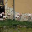 Állatkert-Bográcsozás 2009.05.01.