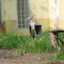 Állatkert-Bográcsozás 2009.05.01.