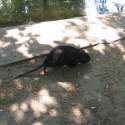 Állatkert-Bográcsozás 2009.05.01.